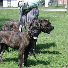 Boerboel Qato