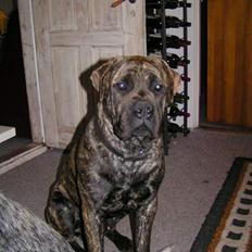 Boerboel Qato