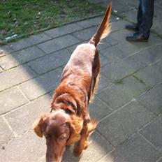 Irsk setter † Boss † R.I.P. Kirstinekjær's Boss