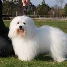 Coton de tulear DKCHKaltofts coton Cookie