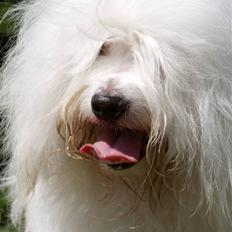 Coton de tulear DKCHKaltofts coton Cookie