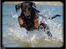 Dobermann *¤*Grace/Chica*¤* R.I.P.