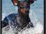 Dobermann *¤*Grace/Chica*¤* R.I.P.