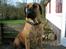 Boerboel BOELSPLAAS KONG ARTHUR - 15 mdr.