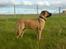 Boerboel BOELSPLAAS KONG ARTHUR - 10 mdr