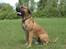 Boerboel BOELSPLAAS KONG ARTHUR - 20 juni 08