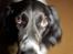 Engelsk setter Donna 1995-2009