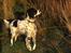 Engelsk setter Donna 1995-2009