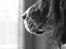 Engelsk setter Donna 1995-2009