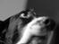 Engelsk setter Donna 1995-2009