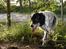 Engelsk setter Donna 1995-2009