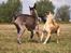 Broholmer Idun, Dronningen - Dunse og hendes ven Ozzy - 