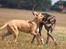 Broholmer Idun, Dronningen - Dunse & Ozzy - 