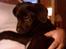 Blanding af racer Mini Rich - mini lille hund... 