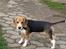 Beagle *  Princess Leika  * RIP - Se mig lige!!