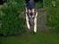 Schæferhund Lion - SAVN :'( - Superspringjumper meee