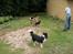 Shetland sheepdog Simba - Simba  sammen med hans damer