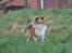 Shetland sheepdog Simba - på besøg hos en veninde