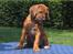 Rhodesian ridgeback Diata - 7 uger gammel