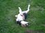 Beagle Mille