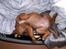 Rhodesian ridgeback Diata - Helt færdig!!!