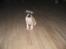 Amerikansk staffordshire terrier Daisy