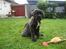 Mastiff engelsk mastiff Hogan
