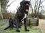 Mastiff engelsk mastiff Hogan - du kan da selv spille bold