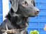 Labrador retriever Balu - død 25-08-06  - Balu 9mdr