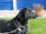 Labrador retriever Balu - død 25-08-06  - Balu 9mdr