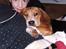 Beagle *  Princess Leika  * RIP - Uhh mor, her ligger jeg godt!