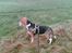 Beagle *  Princess Leika  * RIP - Hvad er det for en? En stor hund? "Nej Leika, det er en hest."