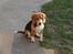 Beagle *  Princess Leika  * RIP - Leika 1 år.