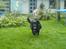 Labrador retriever Line - (mor/bella) og (datter/line) sammen