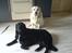 Labrador retriever Line -  (mor/bella) og (datter/line) sammen igen er vi ik søde<33