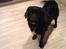 Labrador retriever Line - hva skal vi lave??