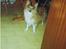 Blanding af racer Lassie