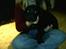 Labrador retriever Line