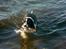 Engelsk springer spaniel Hansen *engel* - Hans i Havet