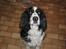 Engelsk springer spaniel Láttie - elsker at få taget billeder (: