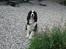 Engelsk springer spaniel Láttie