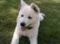 Hvid schæfer bailey the trucker baby! (død) - smiley bailey