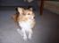Blanding af racer Lassie - Ej gider i ikk snart stoppe med at tage billeder...