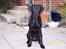 Labrador retriever Brown Hunt's Jolly Roger - Keeva vokser ... 5 mdr.