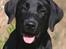 Labrador retriever Brown Hunt's Jolly Roger - Keeva til kenneltræf august 2006