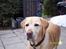 Labrador retriever Josie - Josie ditto