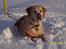 Labrador retriever Josie - Josie i sneen