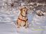 Labrador retriever Josie - Josie nyder vinteren