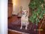 Labrador retriever Josie - Her bor jeg