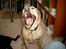 Labrador retriever Josie - Gab gab